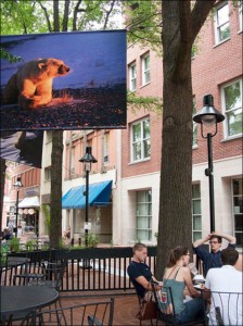 Featured artist, Tom Mangelsen showcases his "Within the Wild" exhibition high up in the trees in Charlottesville's downtown mall. Courtesy, © Susan Katz 2009
