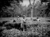 James Whitlow Delano