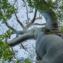 Lucas Bustamante – Amphibians of Ecuador – WildSpeak Presentation 2016