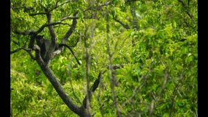 Sandesh Kadur – India’s Mountains of Life – WildSpeak Presentation 2016