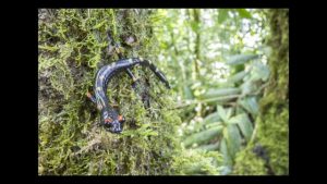Robin Moore – Back From the Brink – WildSpeak Presentation 2016