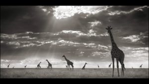 Nick Brandt – LOOK3 2016 Artist Talk
