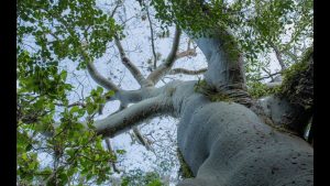 Lucas Bustamante – Amphibians of Ecuador – WildSpeak Presentation 2016