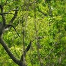 Sandesh Kadur – India’s Mountains of Life – WildSpeak Presentation 2016