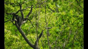 Sandesh Kadur – India’s Mountains of Life – WildSpeak Presentation 2016