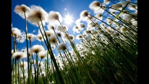 Chris Linder – The Big Thaw – WildSpeak Presentation 2016