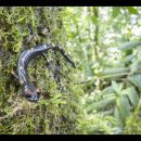 Robin Moore – Back From the Brink – WildSpeak Presentation 2016