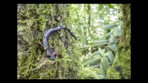 Robin Moore – Back From the Brink – WildSpeak Presentation 2016