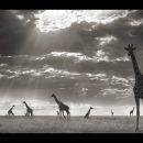 Nick Brandt – LOOK3 2016 Artist Talk