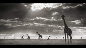 Nick Brandt – LOOK3 2016 Artist Talk