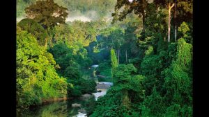 Frans Lanting – LOOK3 2016 Artist Talk