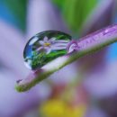 Louie Schwartzberg – Learning Through Gratitude