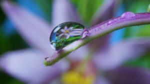 Louie Schwartzberg – Learning Through Gratitude