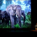 LOOK3 2013 – Michael Nick Nichols