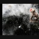 Visual Storytelling for Positive Change in Wildlife Conservation, with Jasper Doest