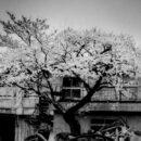 Black Tsunami – James Whitlow Delano at Foundry Workshop